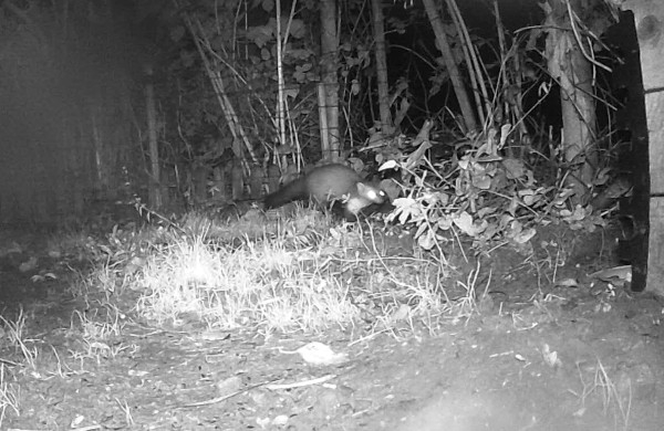 Fouine (Martes foina) prise au piège photo © Jardins Familiaux Les 4 Saisons